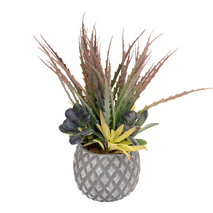 Succulents in Small Lattice Design Grey Pot