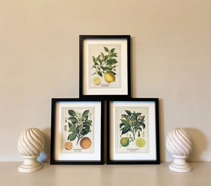 Set of Three Citrus Picture Frames